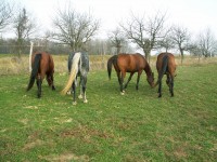 /album/fotogaleria/kome2008-020-jpg/